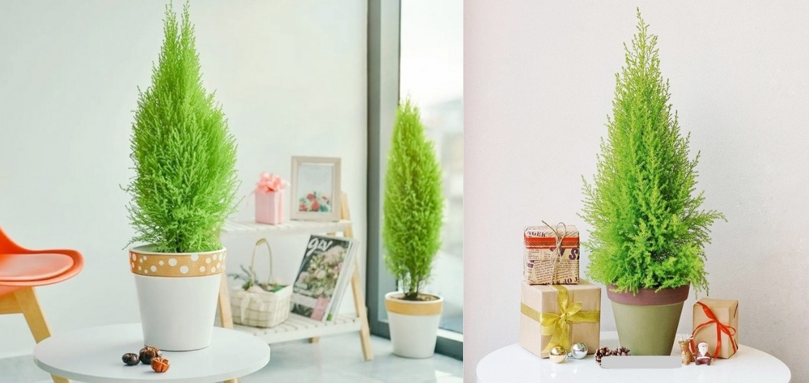 Cây cảnh mini hoặc vật phẩm trang trí bàn làm việc