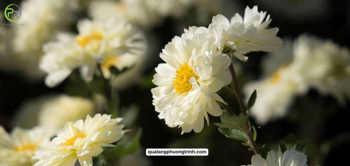 Vẻ đẹp của ngàn sắc hoa - Nguồn cảm hứng sáng tạo vô tận