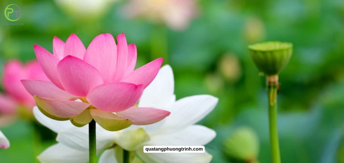 Khi biểu tượng hoa sen Việt Nam thanh khiết được đưa vào trang lịch Tết