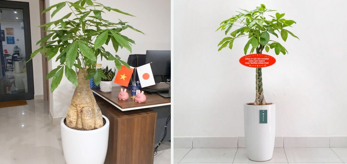 Cây phong thủy kim ngân trong chậu gốm cao cấp trang trí văn phòng